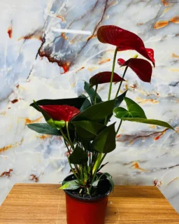 Anthurium