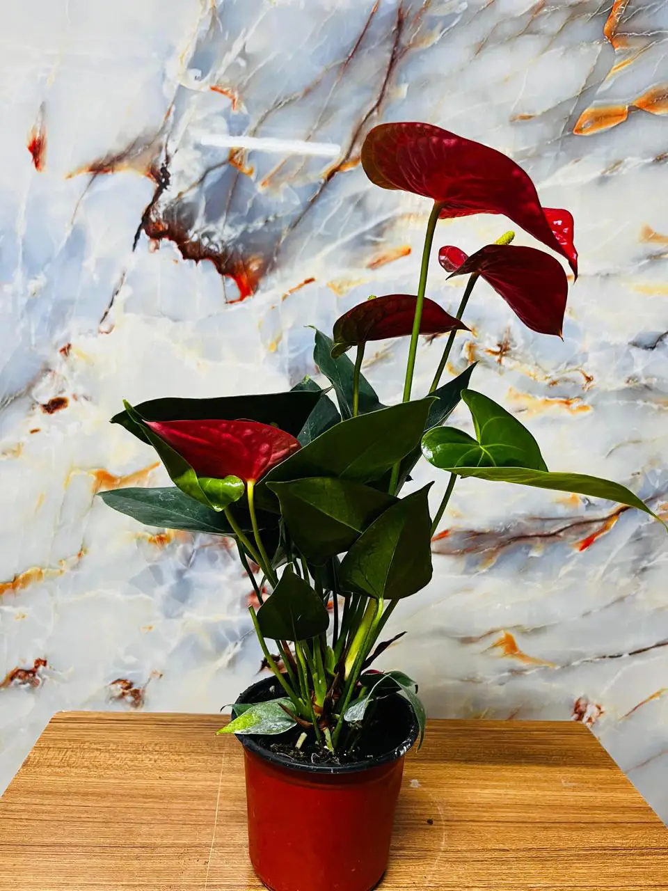 Anthurium