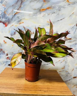 Aglaonema red