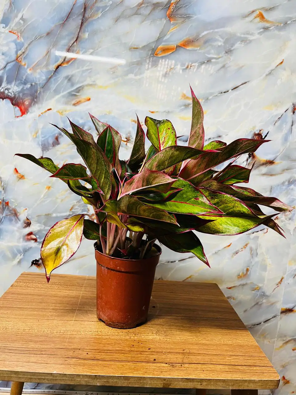 Aglaonema red