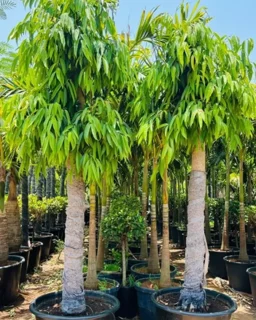 Ficus amstel king