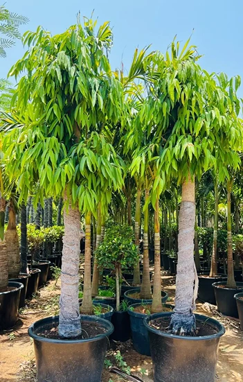 Ficus amstel king