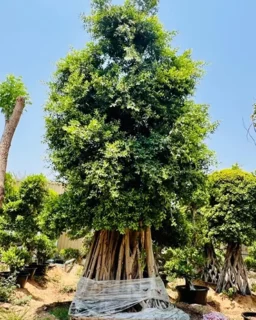 Ficus bonzai
