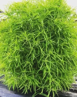 Fito Kochia Plant Seeds