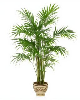 Bamboo Palm 160cm
