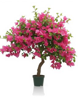 Bougainvillea Standard Tree