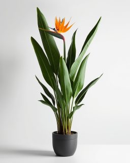 Bird of Paradise 170cm