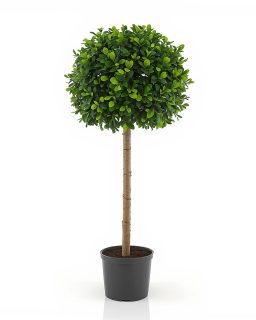 Ficus Nitida Lollipop