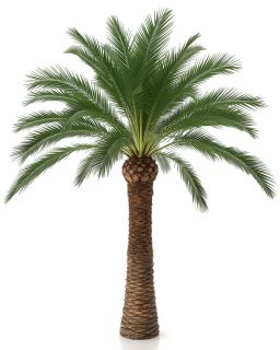 Date Palm 200cm